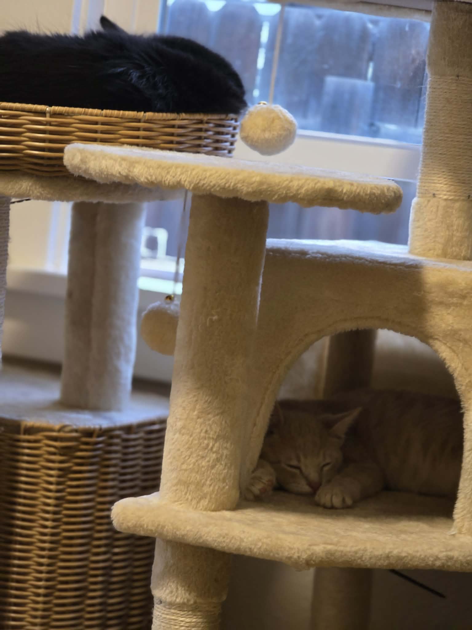 Black cat and orange tabby sleep on a beige cat tree by a window.