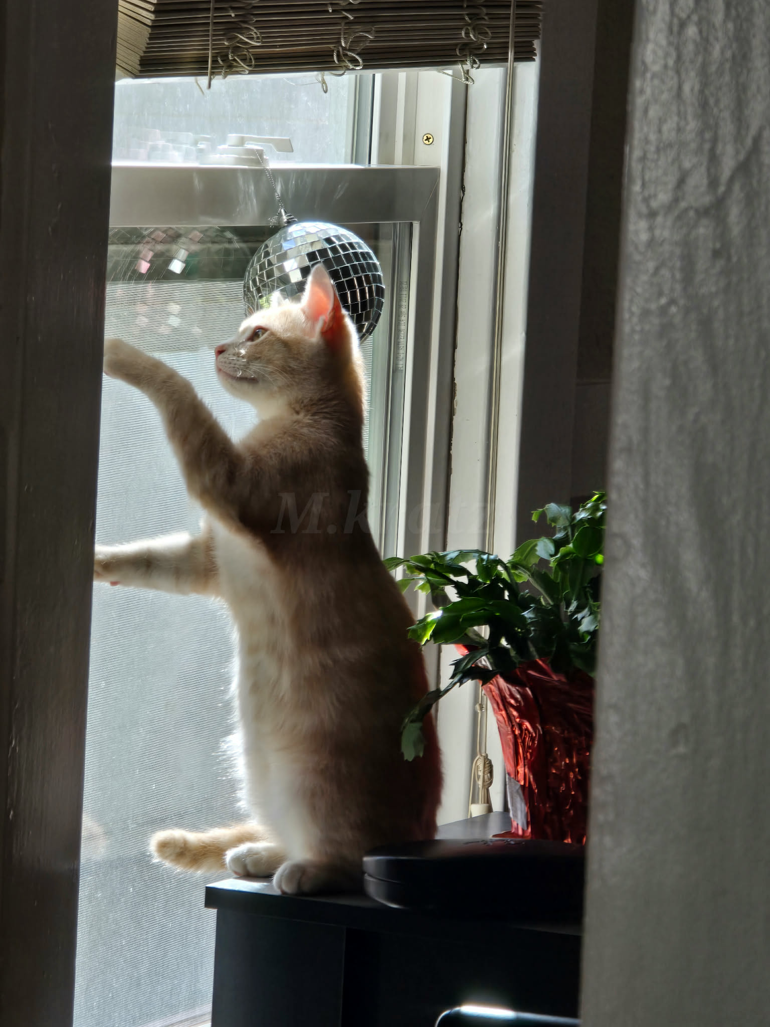 Buff tabby stands on hind legs reaching toward a window screen.