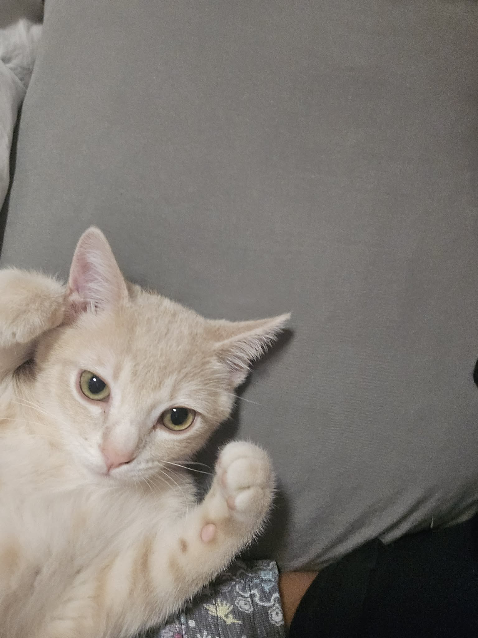 Buff tabby lies on gray fabric looking up with one paw raised.