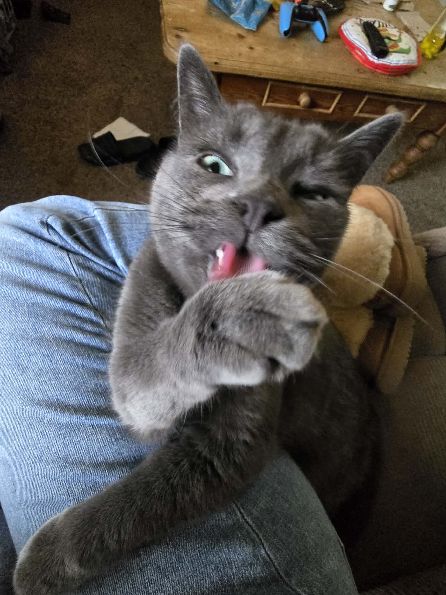 Solid gray cat sits on a lap licking its raised paw indoors.