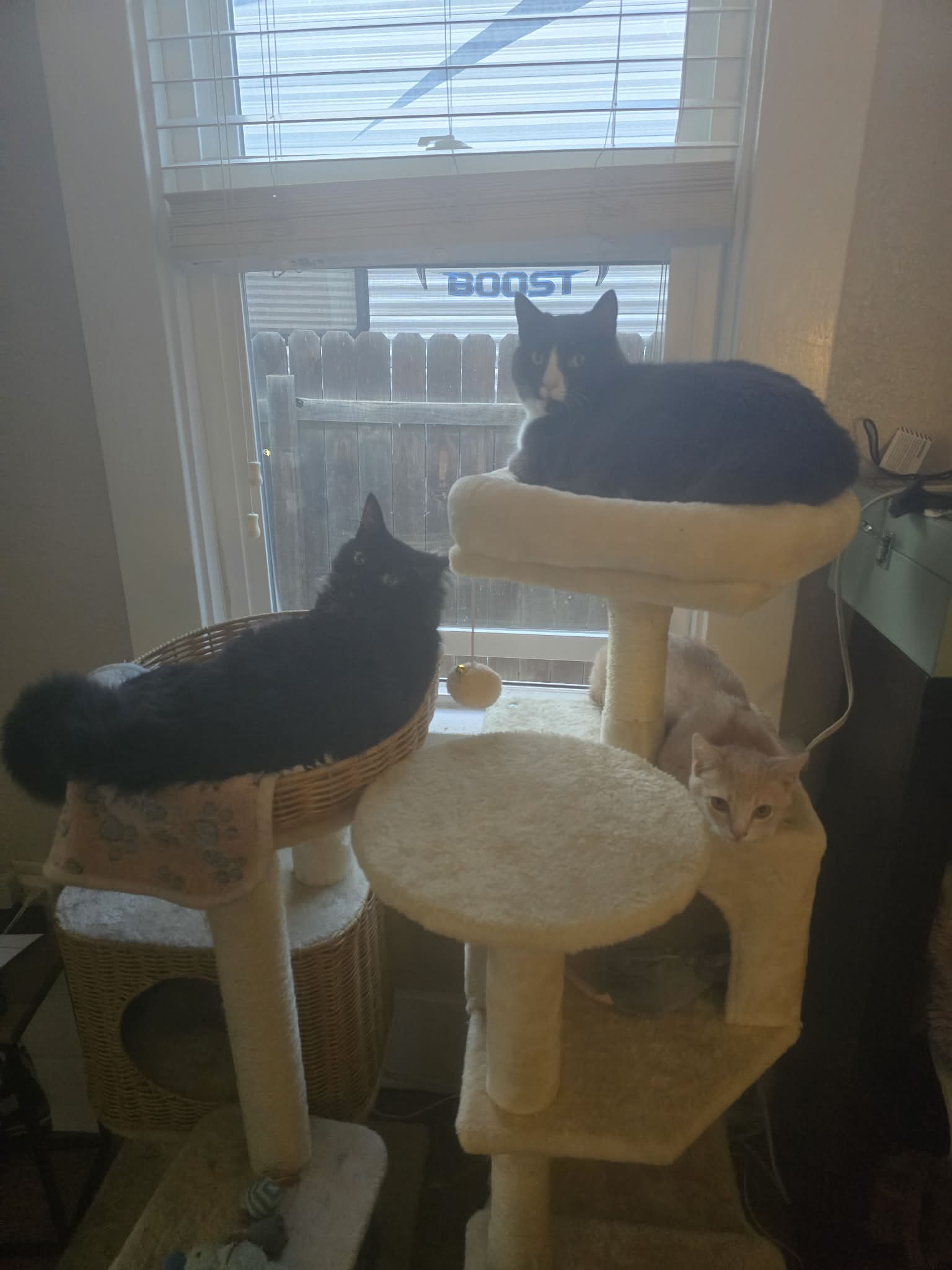 Black, gray-and-white, and buff cats rest on a cat tree by a window.