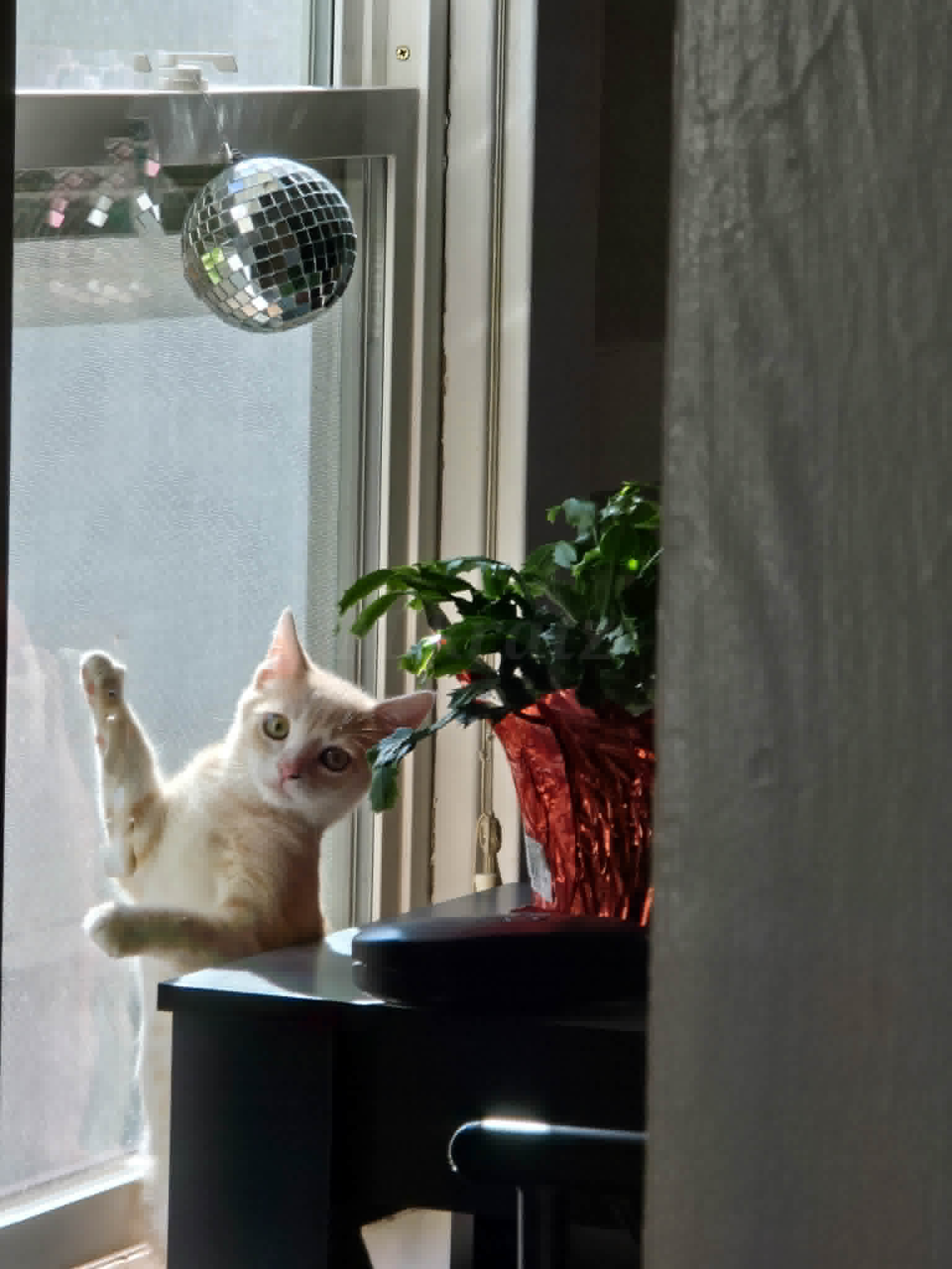 Cream cat reaching toward a disco ball in a window
